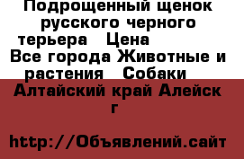 Подрощенный щенок русского черного терьера › Цена ­ 35 000 - Все города Животные и растения » Собаки   . Алтайский край,Алейск г.